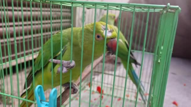 Πράσινος Παπαγάλος Στον Κέιτζ Τραυματισμένος Πράσινος Παπαγάλος Μέσα Στο Ψημένο — Αρχείο Βίντεο