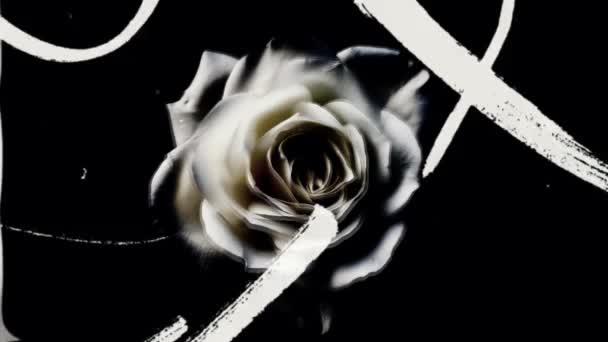 白玫瑰花瓣覆盖着嘈杂的旧电影 覆盖着滚动的背景 玫瑰花旧膜复盖 — 图库视频影像