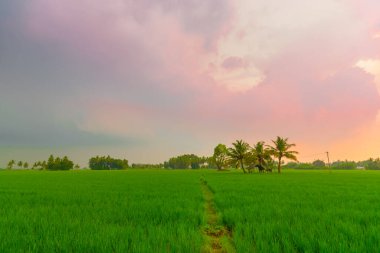 Pirinç tarlası Kara Yağmur Bulutları. Paddy arazisi ya da Hindistan 'daki pirinç tarlası ile güzel bir tarım arazisi. Kırsal köy çiftliği ve tarım arazisi.