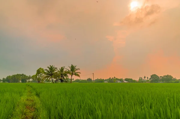 Rice field Dark Rain Clouds Landscape. Beautiful Agriculture landscape with Paddy field or rice field at india. Rural village farm and agriculture field.