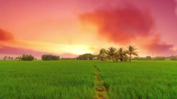 Czas Upływu Sunset Passing Chmury Krajobraz Rolnictwa Pola Paddy Lub — Wideo stockowe