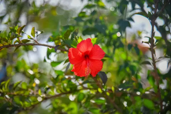 Red Hibiscus Rose Sinensis Colloquially Chinese Shoiscus China Rose Hawaiian — стокове фото