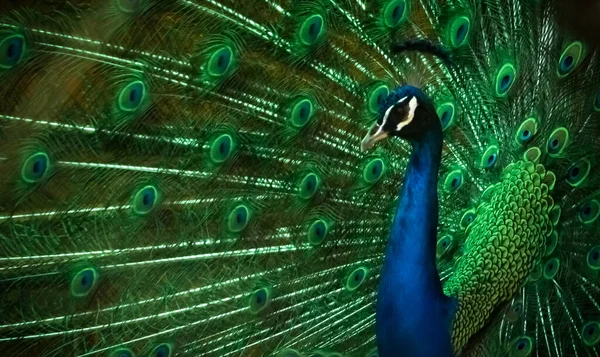 Påfugl Med Fjær Indisk Perle – stockfoto