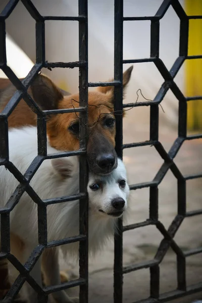 Dos Perros Lindos Gate Mirando Afuera — Foto de Stock