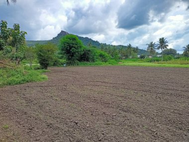 Sunny Blue gökyüzü ile Yeşil Tarım Manzarası.