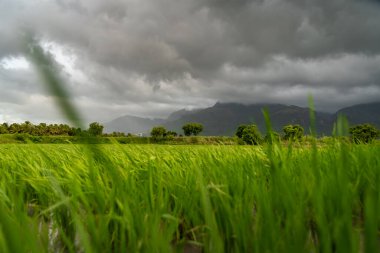 Güney Hindistan 'da Kara Yağmurlu Bulutlar ile Batı Ghat Dağlarının Arkaplanı Güzel Tarım Manzarası.