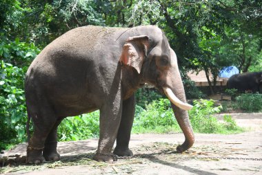 Kerala fil kampındaki Asya fillerinin stok görüntüleri.