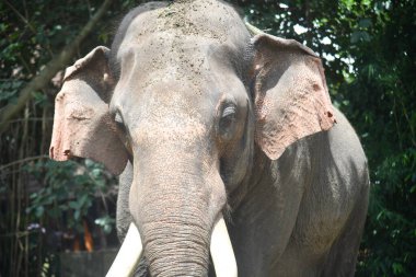 Kerala fil kampındaki Asya fillerinin stok görüntüleri.