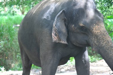 Kerala fil kampındaki Asya fillerinin stok görüntüleri.