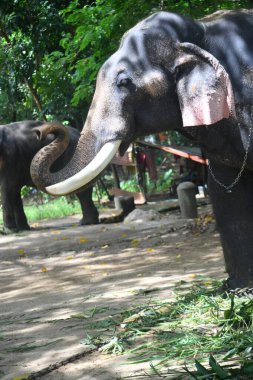 Kerala fil kampındaki Asya fillerinin stok görüntüleri.