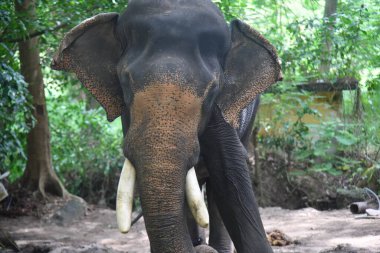 Kerala fil kampındaki Asya fillerinin stok görüntüleri.