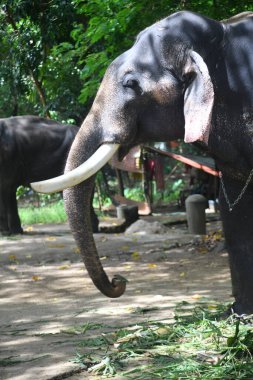 Kerala fil kampındaki Asya fillerinin stok görüntüleri.