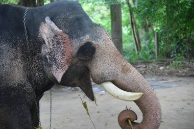 Kerala fil kampındaki Asya fillerinin stok görüntüleri.