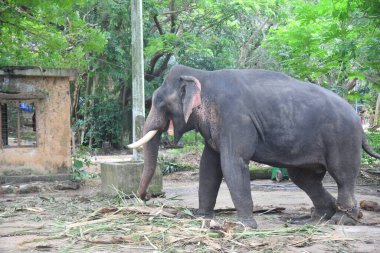 Kerala fil kampındaki Asya fillerinin stok görüntüleri.