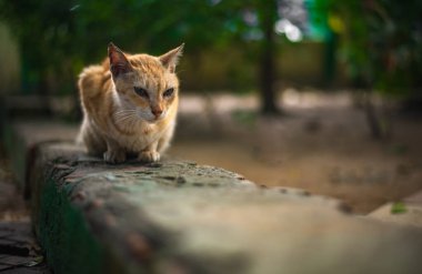 Açık hava kedisi Parkta yatan kedi.