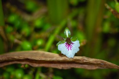 Kakule Çiçeği 'nde bir bal arısı oturuyor..