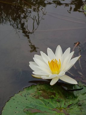 Güzel Beyaz Zambak Suda Yüzüyor.