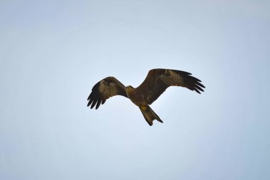Kartal Gökyüzünde Uçuyor.
