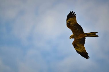 Kartal Gökyüzünde Uçuyor.