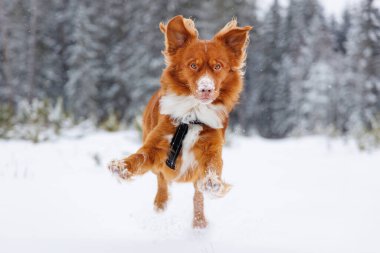 Nova Scotia av köpeği kışın koşar