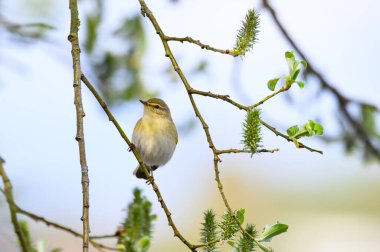 Dalda oturan yaygın chiffchaff (Phylloscopus collybita)