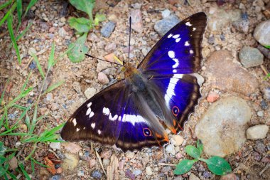 gound üzerinde mor imparator (Apatura iris)