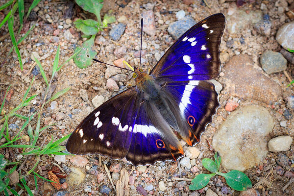purple emperor (Apatura iris) on the gound