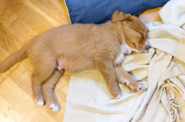 Nova Scotia ördek paralı av köpeği uyuyor.