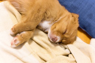 Nova Scotia ördek paralı av köpeği uyuyor.