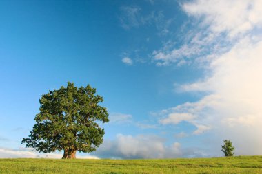 Güzel bir yaz akşamında Urvaste Estonya 'da Tamme-Lauri Grand Oak