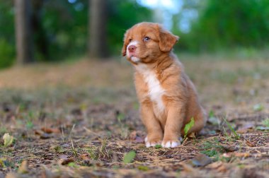 Nova Scotia ördek paralı av köpeği oturuyor.