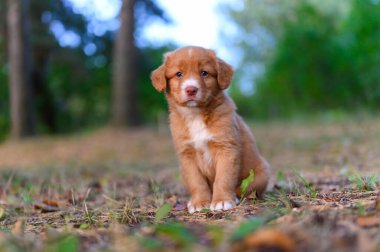 Nova Scotia ördek paralı av köpeği oturuyor.