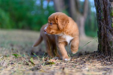 Nova Scotia ördek parktaki av köpeği.