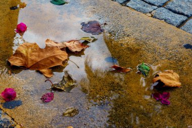 Sonbahar yaprakları asfaltta