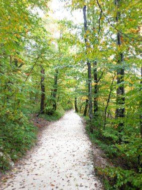Hırvatistan 'ın Plitvice Gölleri Ulusal Parkı' ndaki yoğun yeşil ormanlık ve yaprak kaplı yürüyüş yolu, sonbahar ormanlarının doğal güzelliğini ve huzurunu yansıtıyor..