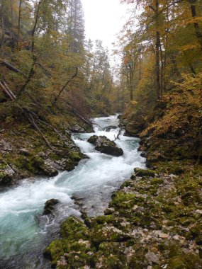 Vintgar Vadisi, Slovenya. 12 Ekim 2015: Kristal berraklığında nehir üzerinde, sisli kanyonda renkli düşen ağaçlarla çevrili yaya köprüsünde turist