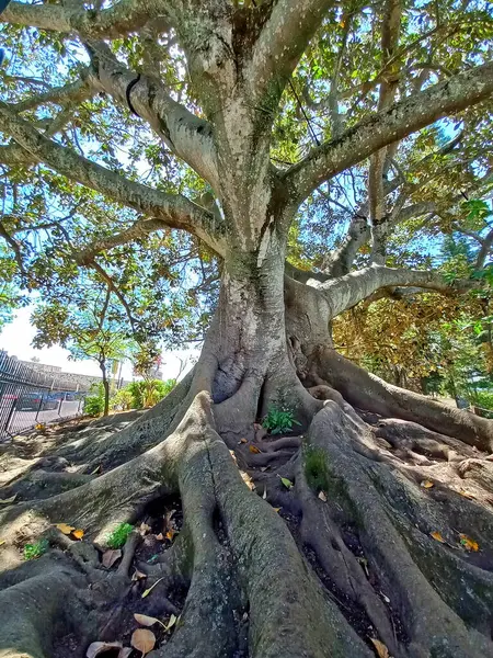 Yayılmış kökleri ve desenli kabuğu olan antik ağaç güneşli bir günde, Cascais Portekiz 'deki yemyeşil bir park alanında gölge yapıyor.