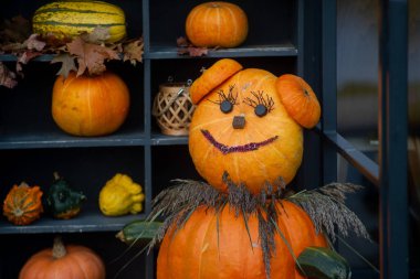 Evde sonbahar balkabakları süslemek. Geleneksel Şükran Günü ve Cadılar Bayramı dekorasyonu. Sonbaharın malları