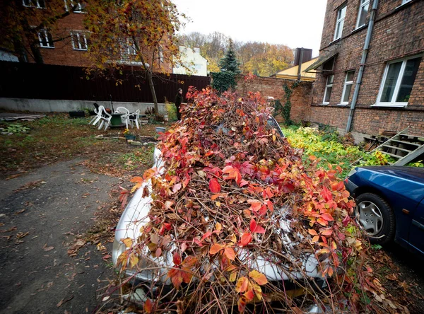 Verlassenes Graues Auto Herbst Von Weinreben Überwuchert — Stockfoto