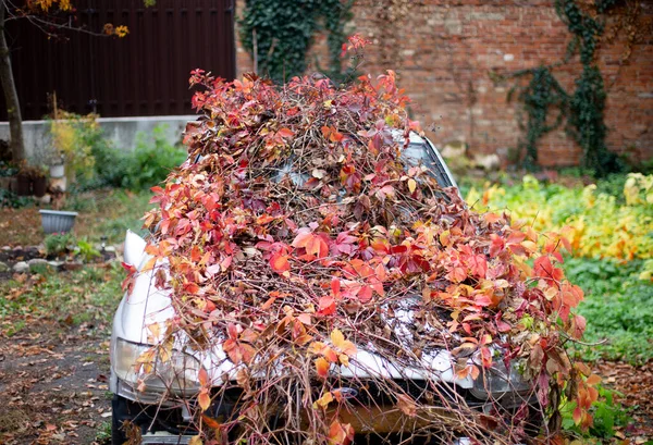 Opuštěné Šedé Auto Zarostlé Popínavými Rostlinami Podzim — Stock fotografie