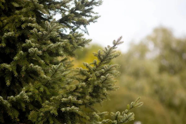 Bir Iğne Yapraklı Ağaç Dalı Makro — Stok fotoğraf