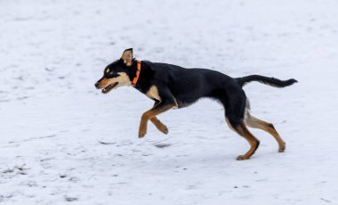 beauA dog is running on the snow in the winter in the park