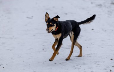 beauA dog is running on the snow in the winter in the park