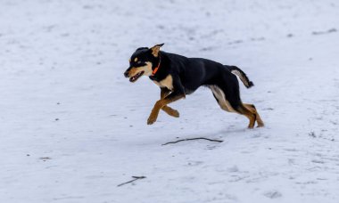 beauA dog is running on the snow in the winter in the park