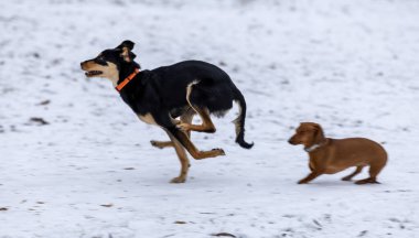 beauA dog is running on the snow in the winter in the park