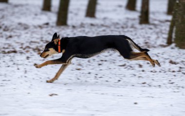 beauA dog is running on the snow in the winter in the park