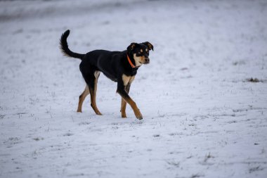 beauA dog is running on the snow in the winter in the park