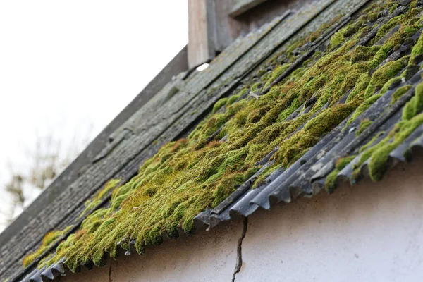 Dangerous asbestos roofs covered with moss are still widespread in Lithuania