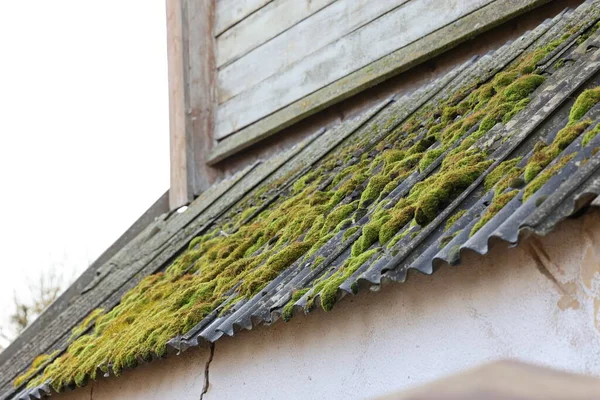 Dangerous asbestos roofs covered with moss are still widespread in Lithuania