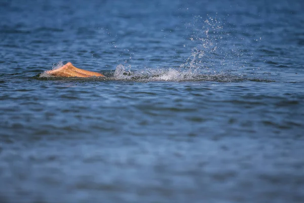 Утонувшие Ноги Женщины Торчат Моря — стоковое фото